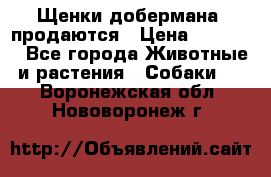 Щенки добермана  продаются › Цена ­ 45 000 - Все города Животные и растения » Собаки   . Воронежская обл.,Нововоронеж г.